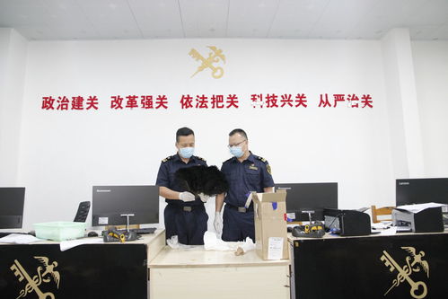 鶴山海關查獲瀕危玳瑁制品 生物技術開發(fā)在野生動物保護中的關鍵作用