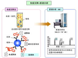 應用島津質譜技術開發生物標志物，推動生物技術新突破